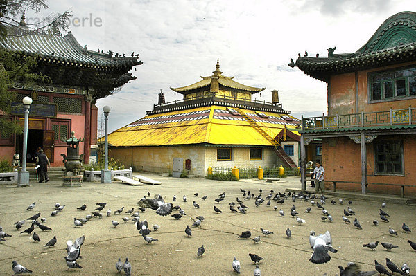 Viele Tauben auf dem Platz vor dem buddhistischen Tempel im Gandan Kloster Ulan Bator Mongolei