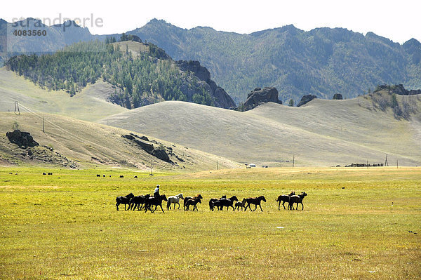 Herde von Pferden in weiter Landschaft mit Grasland und Bergen Terelij Nationalpark Mongolei