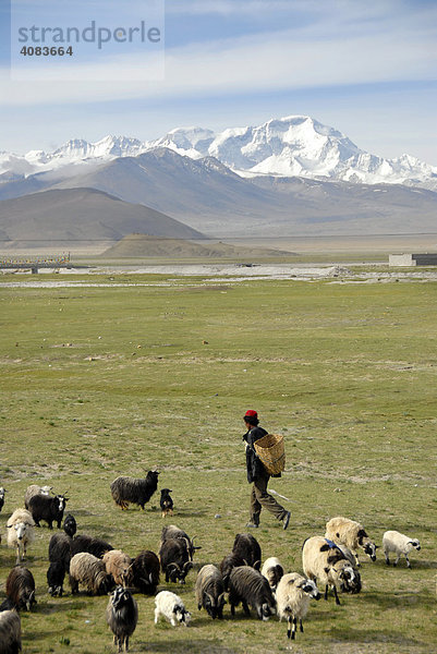 Hirte mit Herde Schafe mit schneebedecktem Berg Cho Oyu bei Old Tingri Tibet China