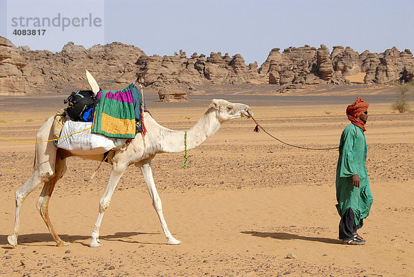 Tuareg führt weißes Kamel durch felsige Wüste Akakus Libyen
