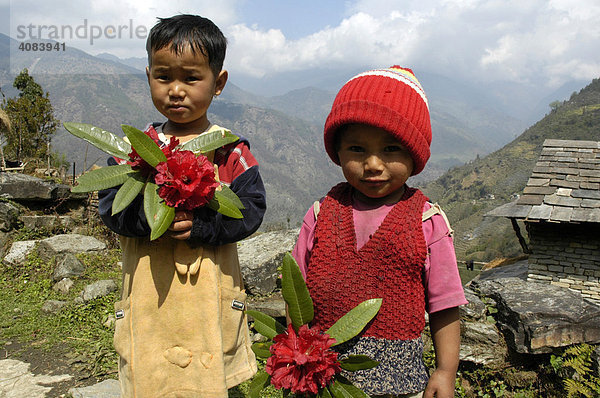 Zwei goldige Kinder mit Rhododendronblüten Landruk bei Pokhara Nepal