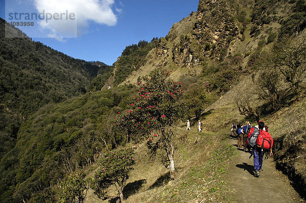 Gruppe Menschen wandert auf einem Pfad durch blühenden Rhododendron Wald Annapurna Region Nepal