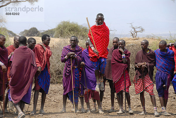 Massai Männer springen hoch beim Tanz Amboseli Nationalpark Kenia