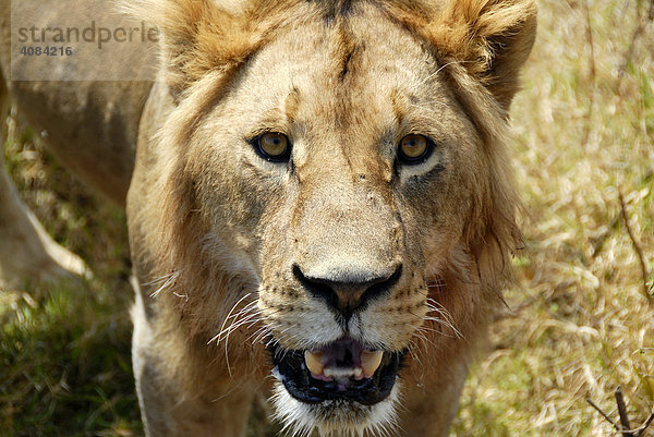 Löwe (Panthera leo) Ngorongoro Krater Tansania