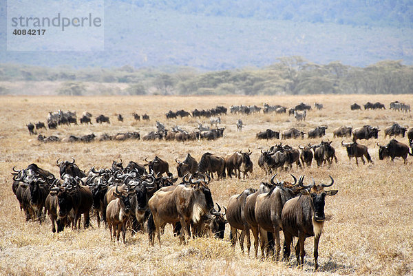 Große Herde Streifengnus (Connochaetes taurinus) zieht durch trockenes Grasland Ngorongoro Krater Tansania