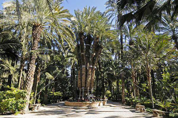 Palmera Imperial (Kaiserliche Palme)  Garten Huerto del Cura  Palmenhain von Elche  Elx  Alicante  Costa Blanca  Spanien