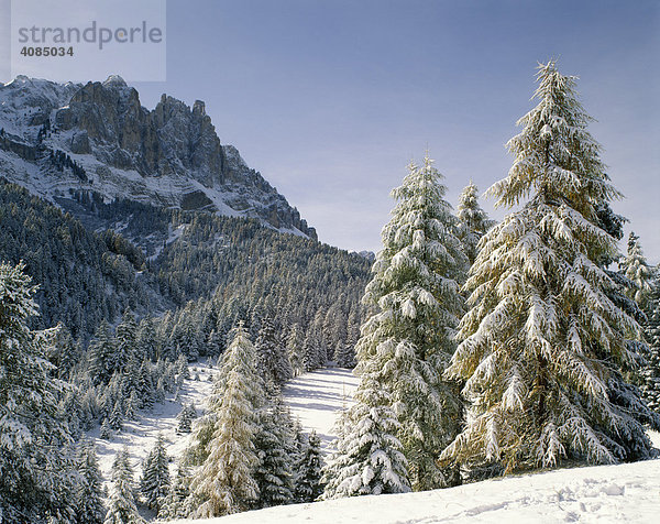 Villnösstal verschneite Bäume unter d. Geislergruppe Dolomiten Südtirol Italien