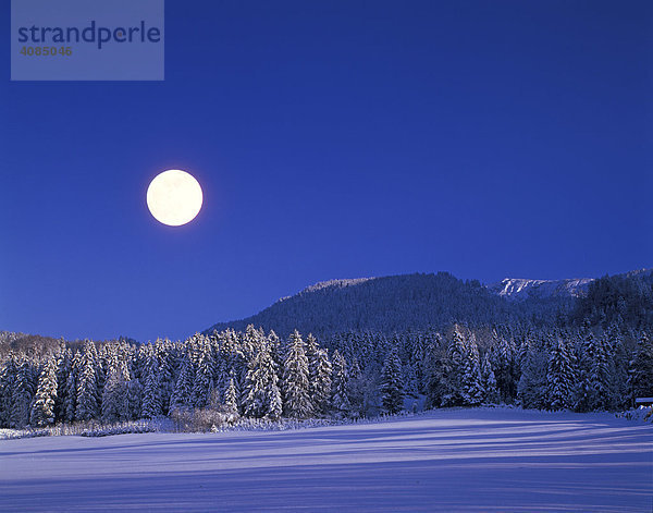 Tannenwald Fichtenwald Berge Hügel im Winter Schnee Vollmond