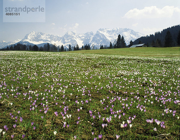 Krokuswiesen bei Gerold unterm Karwendel Werdenfelser Land Oberbayern Deutschland