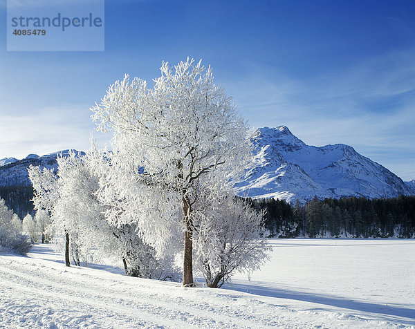 Engadin Schweiz Winter Raureif