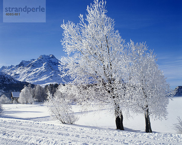 Engadin Schweiz Winter Raureif