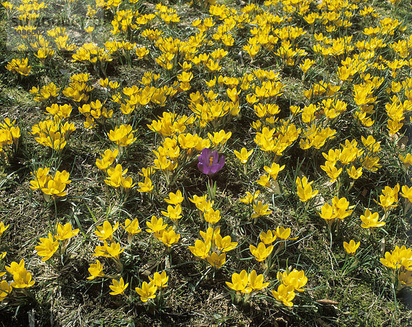 Krokus Frühlingswiese