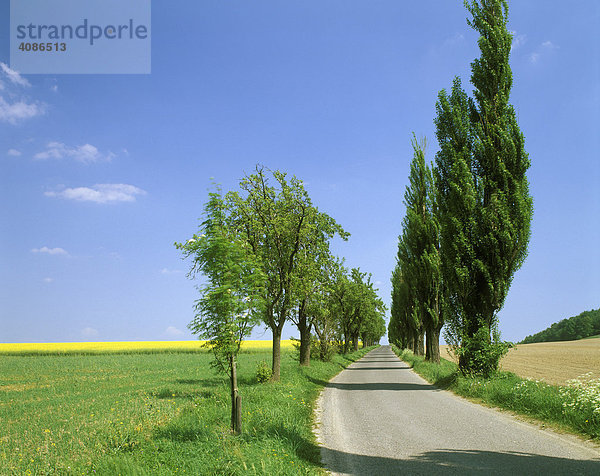 Weg Rapsfeld Baum Bäume Pappel