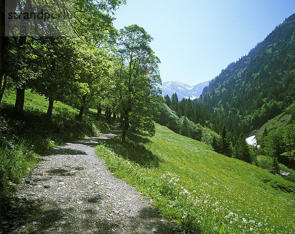 Weg Baum Bäume