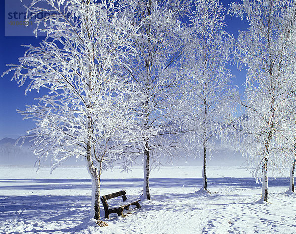 Winter Schnee Baum Bäume Rauhreif