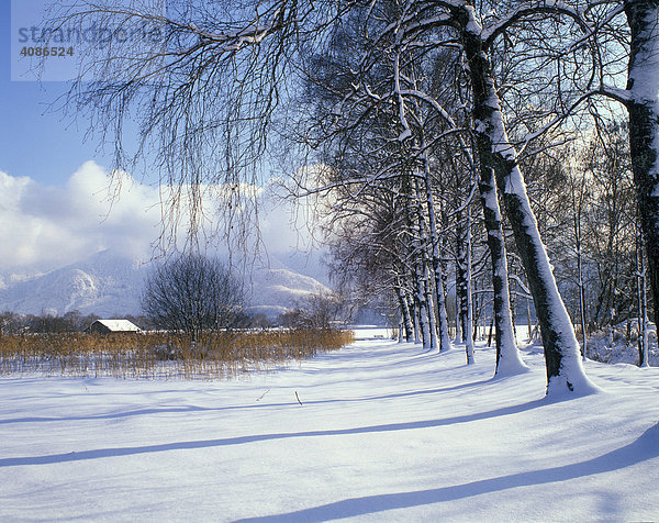 Winter Schnee Baum Bäume Rauhreif