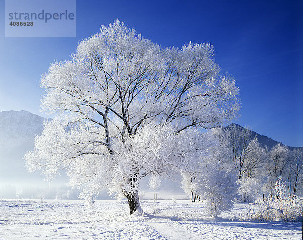 Winter Schnee Baum Bäume Rauhreif