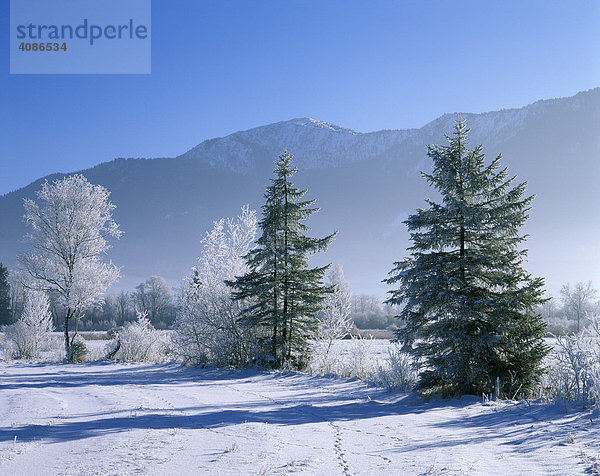 Winter Schnee Baum Bäume Rauhreif