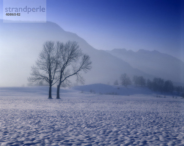 Winter Schnee Baum Bäume Rauhreif