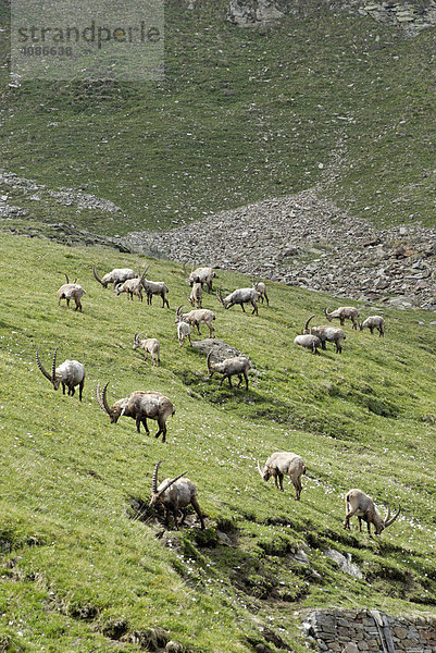 Gran Paradiso Nationalpark zwischen Piemont und Aostatal Italien Grajische Alpen Steinbock Capra ibex