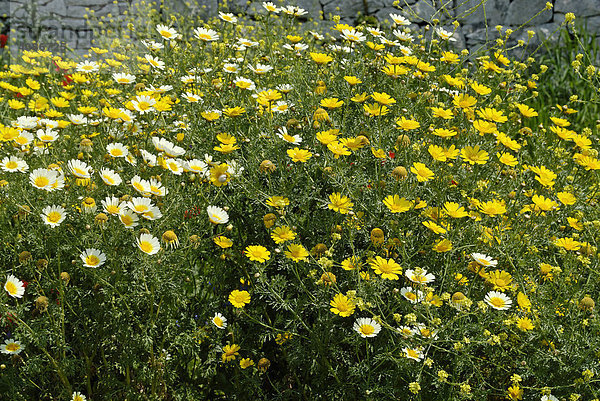 Blumenwiese in der Provinz Trapani Sizilien Italien