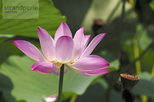 Lotusblüte  Nelumbo  China