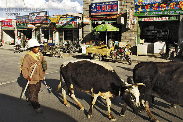 Straßenszene mit Kühen  Lhasa  Tibet