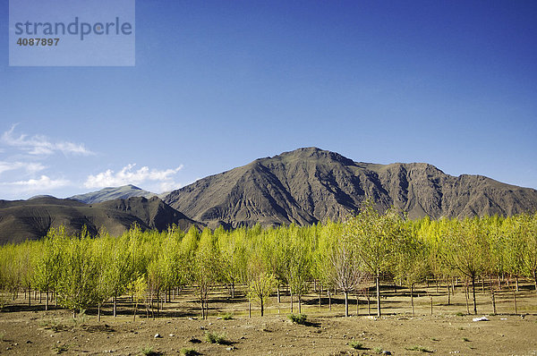 Aufforstung bei Lhasa  Tibet  Asien