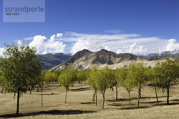 Aufforstung bei Lhasa  Tibet  Asien