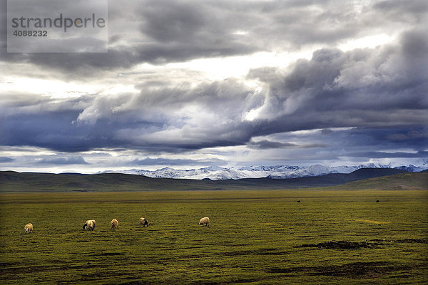 Verschneite Berge mit Schafherde  in der Nähe des Namtso See  Tibet