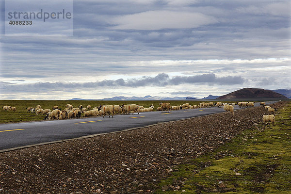 Landschaft mit Schafherde auf Straße am Namtso See  Tibet
