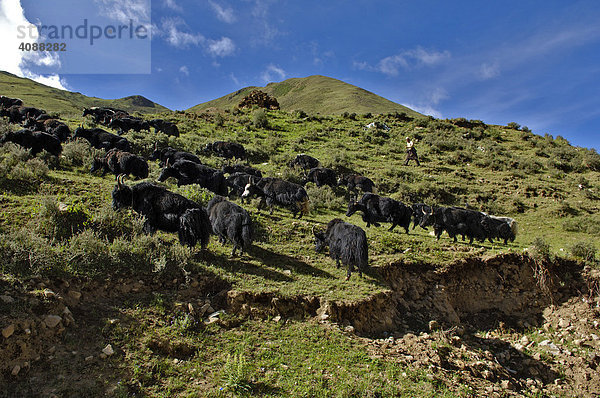 Yakherde  zwischen Dangxiong und dem Nam-Tsho-See  Tibet