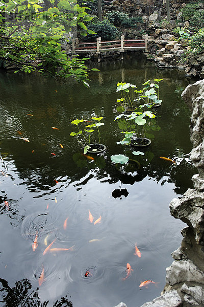 Goldfische und Lotos (Nelumbo)  Yu-Garten  Shanghai  China  Asien