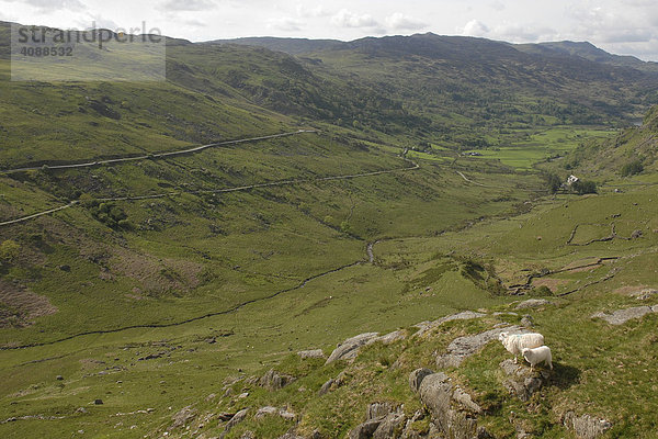 Zwei Schafe (Ovis gmelini aries) blicken auf weites Tal  Snowdonia Nationalpark  Gwynedd  Nord Wales  Großbritannien