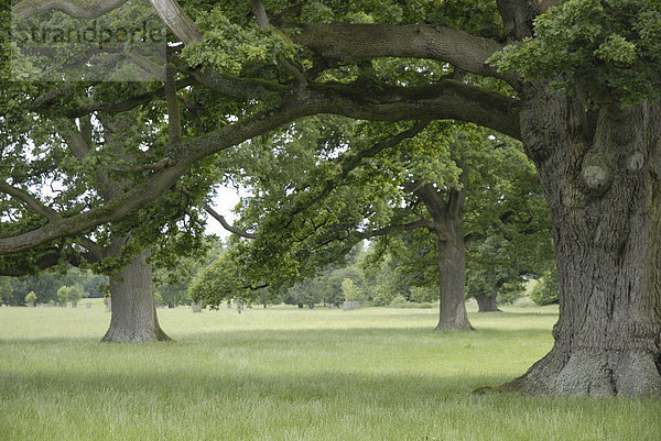 Bäume in großem Park  Corsham  England  Großbritannien