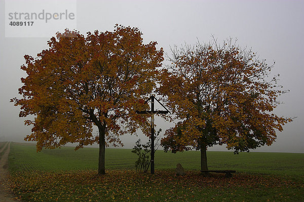 Herbstbäume mit Kreuz bei Nebel Ingerkingen  Baden-Württemberg  Germany
