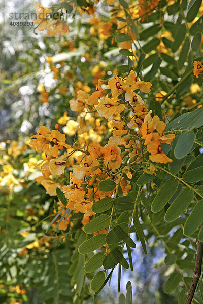 Akazienblüte (Acacia)  Paphos  Zypern