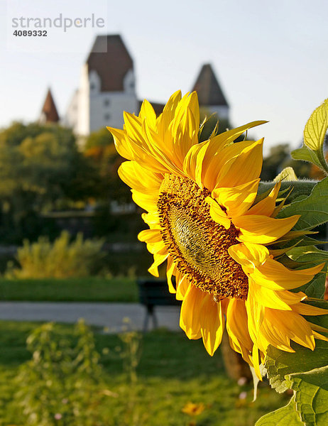 Klenzepark  Sonnenblume  dahinter das Neue Schloss  Ingolstadt  Bayern  Deutschland