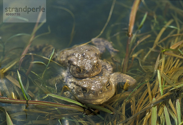 Erdkröten (bufo bufo) bei der Paarung im Wasser Bayern Deutschland