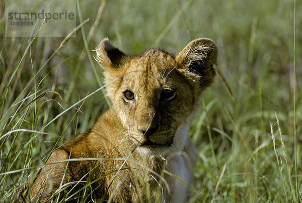 Kleiner Löwe Löwenbaby ( Panthera leo ) sitzt im hohen Gras  Masai Mara National Reservat  Kenia  Afrika