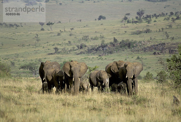 Elefantenherde ( Loxodonta africana ) - Masai Mara - Kenia