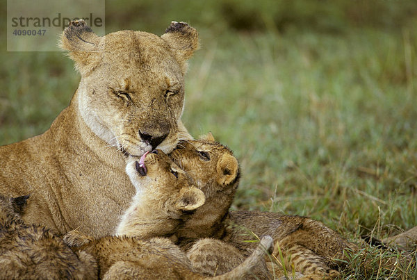 Löwin ( Panthera leo ) mit Jungen nach dem Regen  Masai Mara National Reserve  Kenia