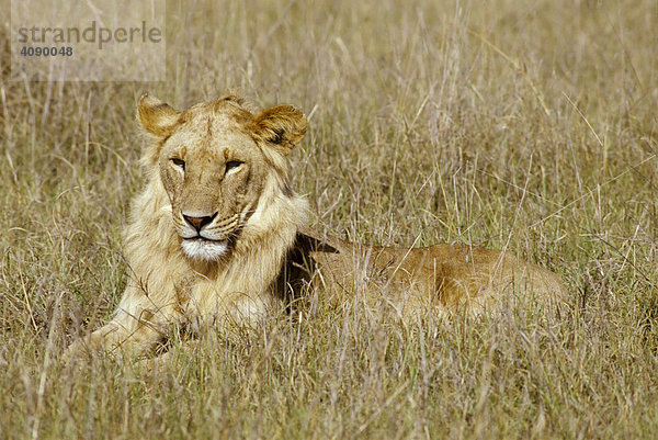 Junger männlicher Löwe (panthera leo) liegt im Gras  Masai Mara National Reserve  Kenia