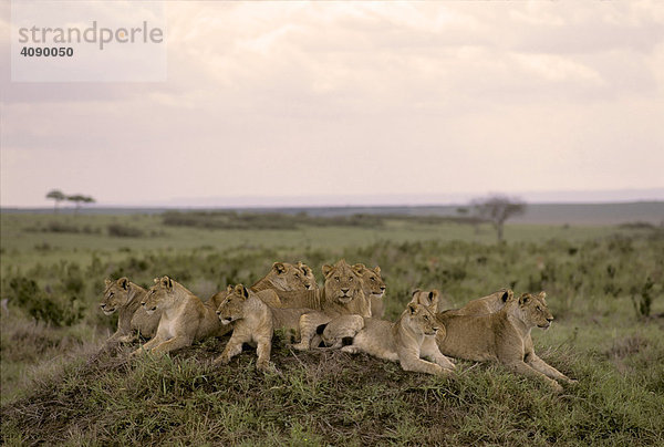 Großes Löwenrudel ( Panthera leo ) sitzt auf einem Hügel   Masai Mara National Reserve  Kenia