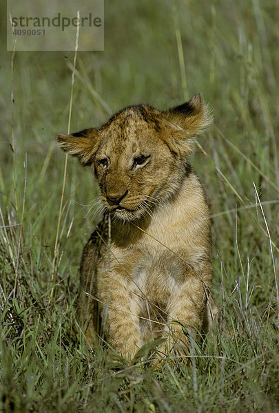 Löwenbaby ( Panthera leo ) sitzt im Gras   Masai Mara National Reserve  Kenia