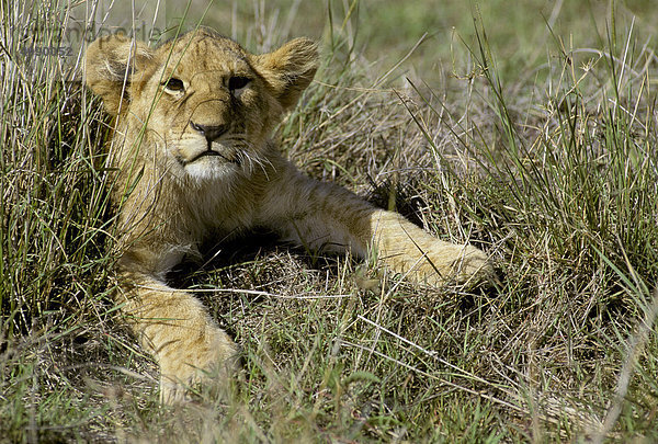 Junger Löwe ( Panthera leo ) im trockenen Gras  Masai Mara National Reserve  Kenia