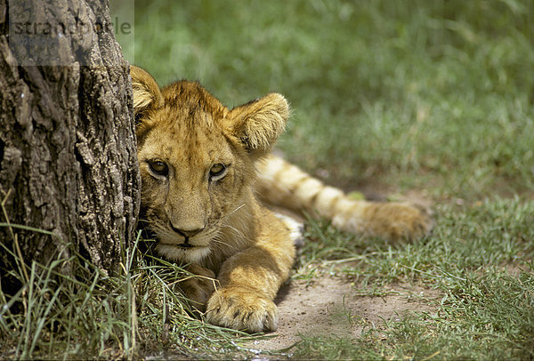 Löwenbaby ( Panthera leo ) liegt am Baumstamm   Masai Mara National Reserve  Kenya