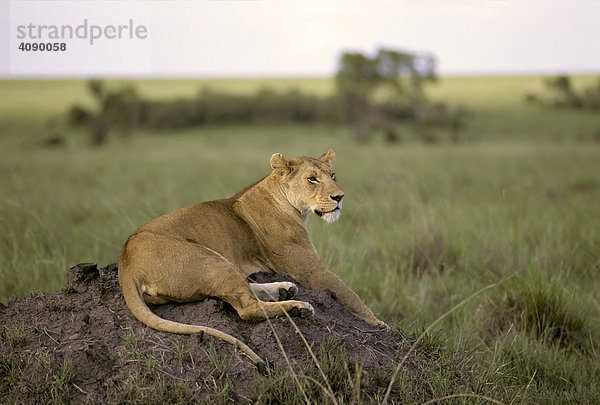 Löwin (Panthera leo) sitzt auf Erdhügel   Masai Mara National Reserve  Kenia