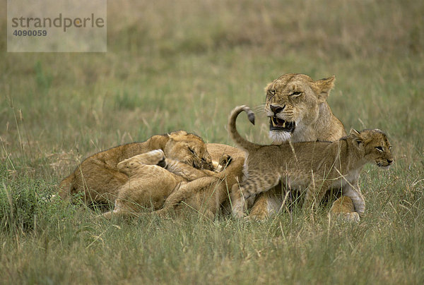 Löwin ( Panthera leo ) säugt Junge  Masai Mara National Reserve  Kenia