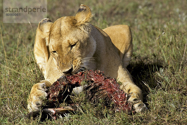 Löwin (Panthera Leo) frisst ihr erbeutetes Fleisch  Masai Mara National Reserve  Kenia